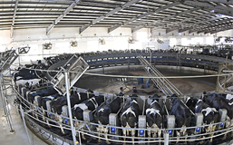 國社&ldquo;寧&rdquo;聚力|告別實&ldquo;鼠&rdquo;不易 迎來&ldquo;牛&rdquo;轉乾坤