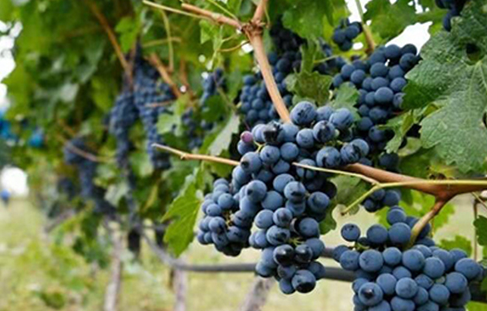 國社&ldquo;寧&rdquo;聚力|看寧夏九大產業如何乘風破浪