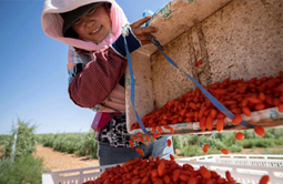 國社&ldquo;寧&rdquo;聚力|寧夏九個重點產業調研報告