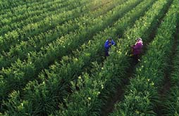 國社&ldquo;寧&rdquo;聚力|塞上江南展新顏